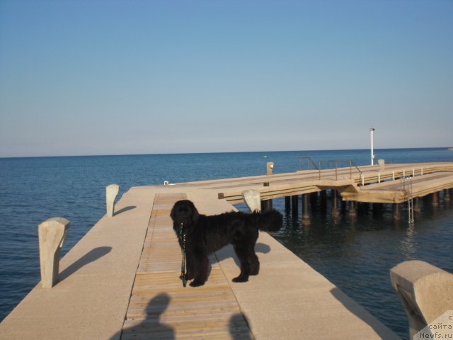 Фото: ньюфаундленд YU-Piter from Piter (Ю-Питер фром Питер)