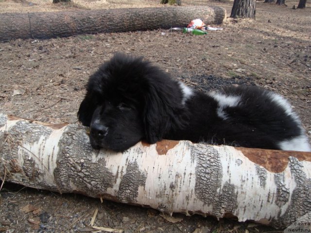 Фото: ньюфаундленд Jan Konkistador (Жан Конкистадор)