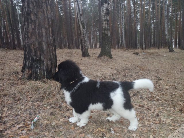 Фото: ньюфаундленд Jan Konkistador (Жан Конкистадор)