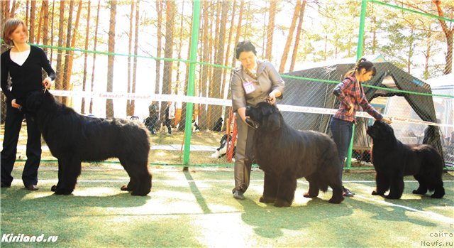 Фото: ньюфаундленд Aquatoriya Kelvin Northern Spirit (Акватория Келвин Нозерн Спирит), ньюфаундленд Aquatoriya Kelvin Zolotoy Medved (Акватория Келвин Золотой Медведь), ньюфаундленд Aquatoriya Kelvin Impressa (Акватория Келвин Импресса)