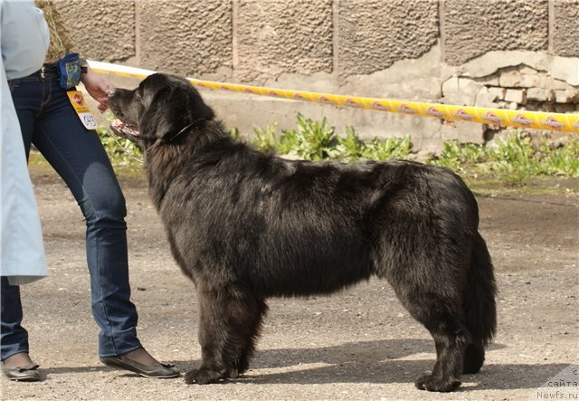 Фото: ньюфаундленд Ih Visochestvo Viola Zhanmonika (Их Высочество Виола Жанмоника), Lyudmila Kudryavceva (Людмила Кудрявцева)