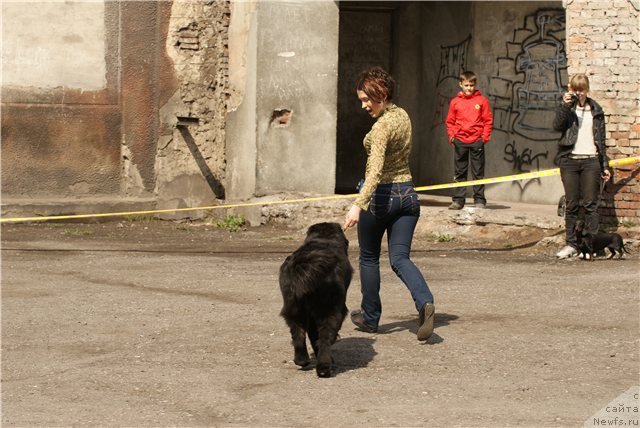 Фото: ньюфаундленд Ih Visochestvo Viola Zhanmonika (Их Высочество Виола Жанмоника), Lyudmila Kudryavceva (Людмила Кудрявцева)