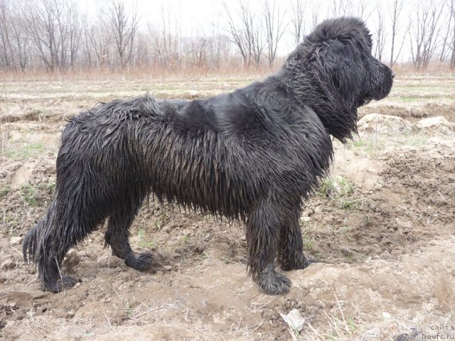 Фото: ньюфаундленд Mirabella iz Tihogo Omuta (Мирабелла из Тихого Омута)