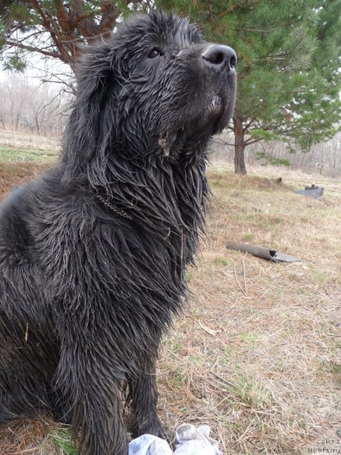 Фото: ньюфаундленд Mirabella iz Tihogo Omuta (Мирабелла из Тихого Омута)