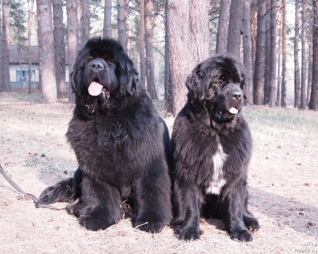 Фотография № 65507