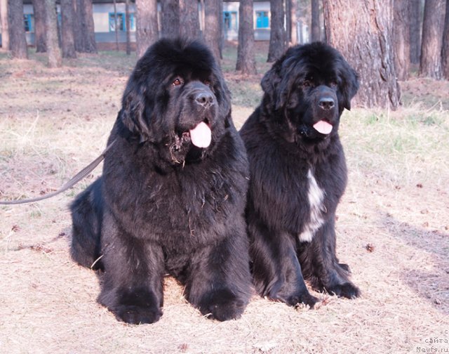 Фото: ньюфаундленд King of Helluland Good Friend, ньюфаундленд Mag Ispolin Lira Lyubvi (Маг Исполин Лира Любви)