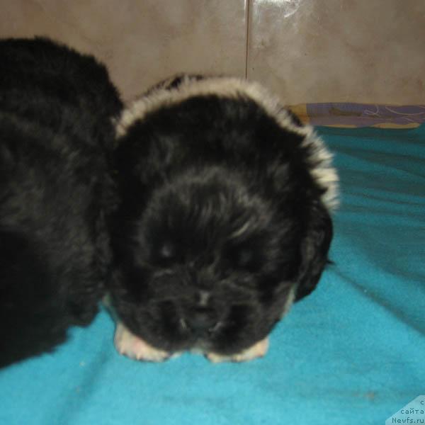 Фото: ньюфаундленд Lik Luchezarny s Berega Dona (Лик Лучезарный с Берега Дона)