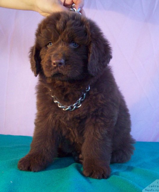 Фото: ньюфаундленд Jarden Obol'stitel' (Жарден Обольститель)