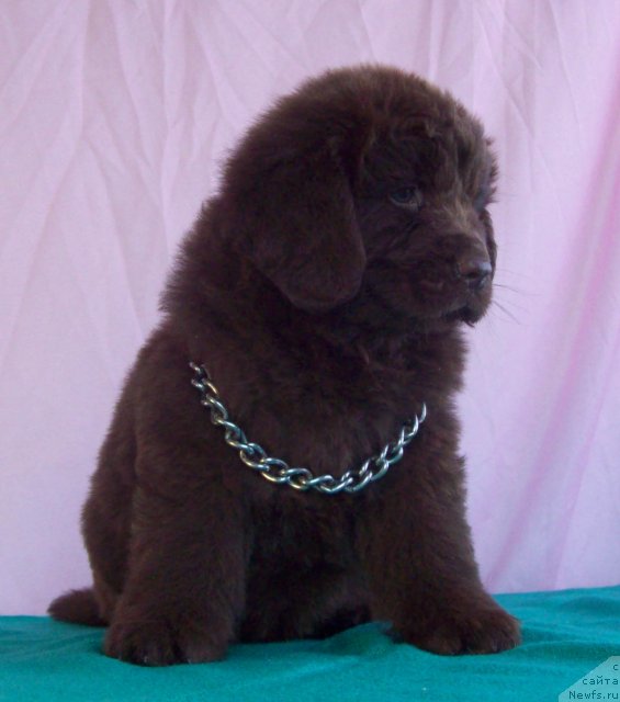 Фото: ньюфаундленд Jarden Obol'stitel' (Жарден Обольститель)