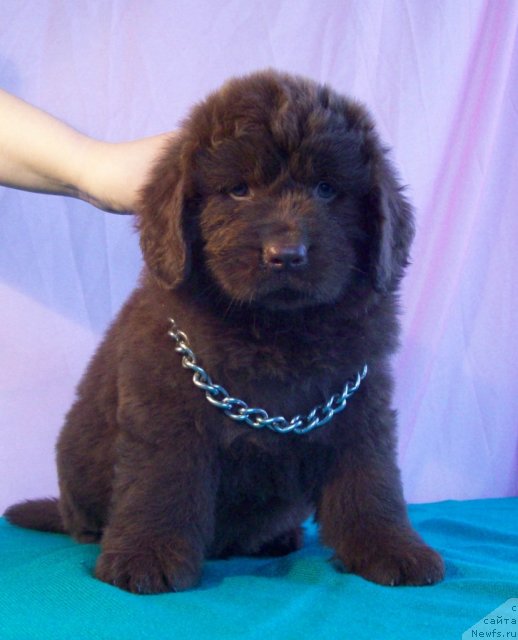 Фото: ньюфаундленд Jarden Obol'stitel' (Жарден Обольститель)