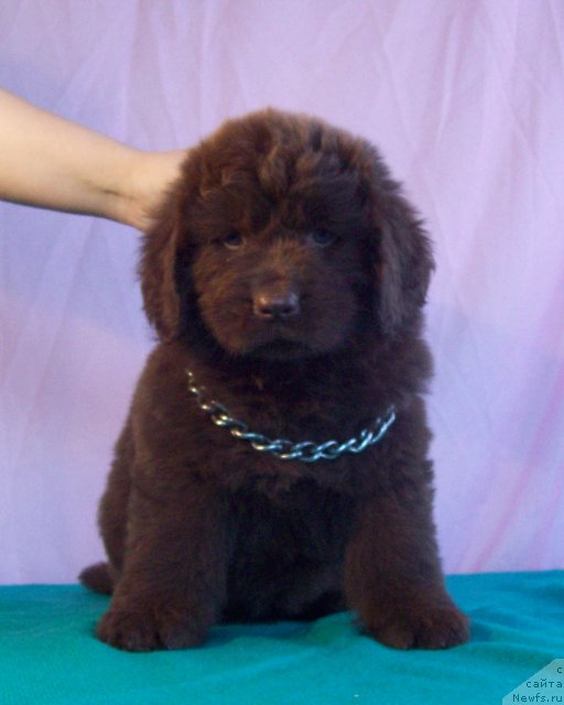 Фото: ньюфаундленд Jarden Obol'stitel' (Жарден Обольститель)