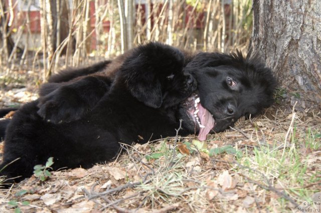 Фотография № 65541