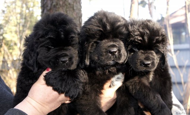 Фото: ньюфаундленд Smigar Jefferson ot Meskalero (Смигар Жефферсон от Мескалеро), ньюфаундленд Смигар Жорж Д'Гранд, ньюфаундленд Smigar Jordan Riva (Смигар Жордан Рива)