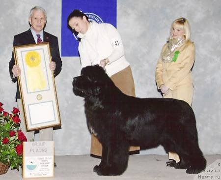 Фото: ньюфаундленд Council Cups Star of Kodiak Acres