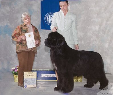 Фото: ньюфаундленд Council Cups Star of Kodiak Acres