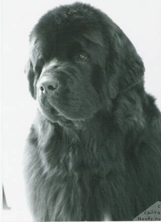 Фото: ньюфаундленд Council Cups Star of Kodiak Acres