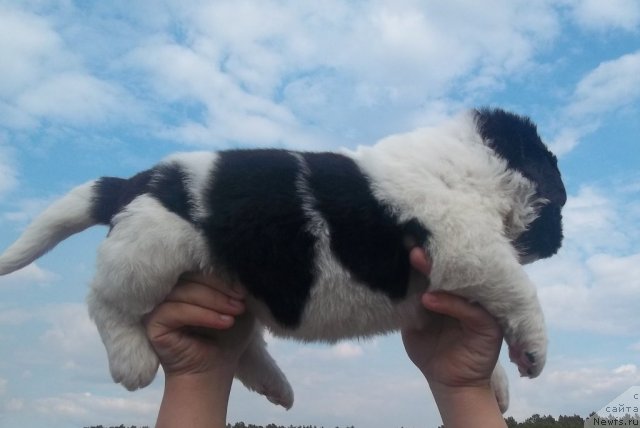 Фотография № 65582