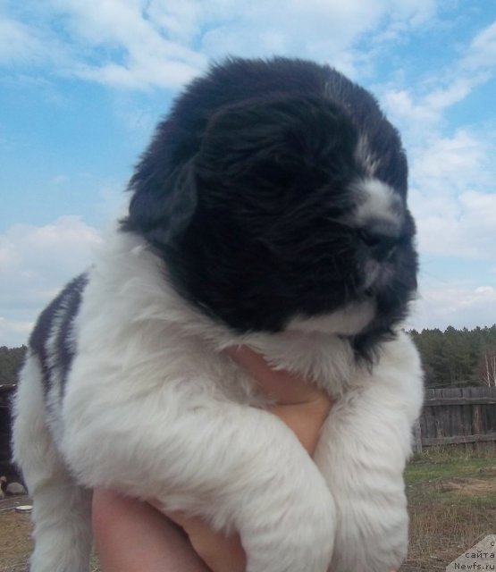 Фотография № 65583