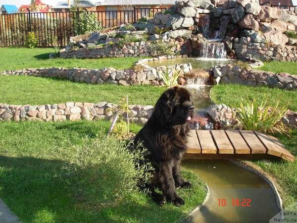 Фото: ньюфаундленд Elizar Vialiki Miadzvedz (Елизар Вялiкi Мядзведзь)