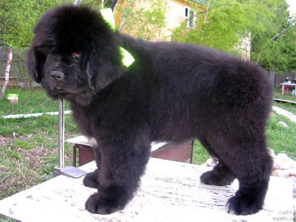 Фото: ньюфаундленд Skazochnaya Kroha Naomi CHernaya Jemchujina (Сказочная Кроха Наоми Черная Жемчужина)