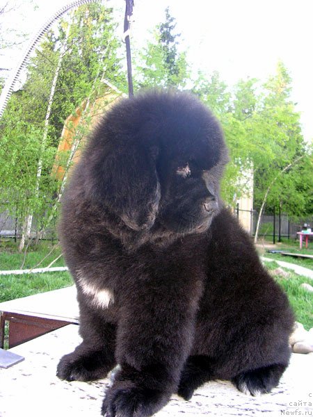 Фото: ньюфаундленд Skazochnaya Kroha Naomi CHernaya Jemchujina (Сказочная Кроха Наоми Черная Жемчужина)