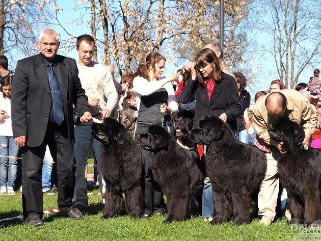 Фото: ньюфаундленд Gimenej Golden Star, ньюфаундленд Zvezda Rostova s Berega Dona (Звезда Ростова с Берега Дона), ньюфаундленд Zara Clark Zvezdnij Dar, ньюфаундленд Golana Golden Star