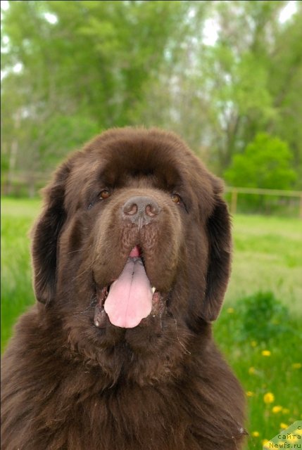 Фото: ньюфаундленд Aetna vom Riesrand (Aetna vom Riesrand)