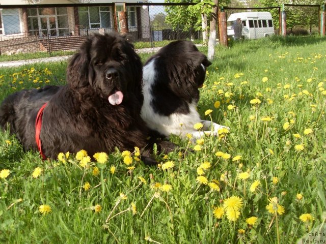 Фото: ньюфаундленд Aleze Beautiful Princess Aqua Pearl, ньюфаундленд CHara Blyek Kvyest Morskoy Medved' (Чара Блэк Квэст Морской Медведь)