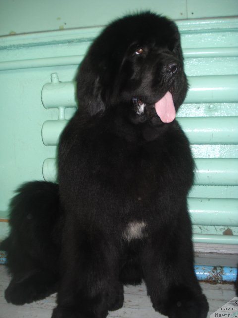 Фото: ньюфаундленд Akvatoriya Kelvin Maksim (Акватория Келвин Максим)