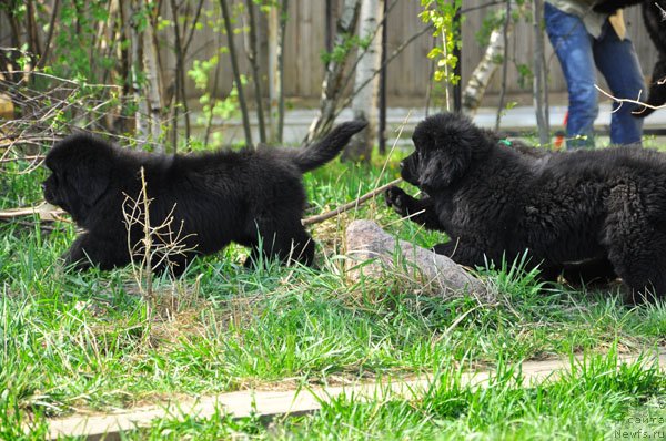 Фото: ньюфаундленд Skazochnaya Kroha Nerian (Сказочная Кроха Нериан)
