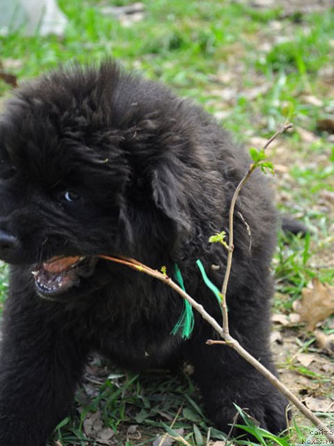 Фото: ньюфаундленд Skazochnaya Kroha Nerian (Сказочная Кроха Нериан)