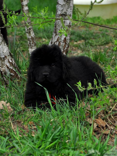 Фото: ньюфаундленд Skazochnaya Kroha Nikoleta (Сказочная Кроха Николета)