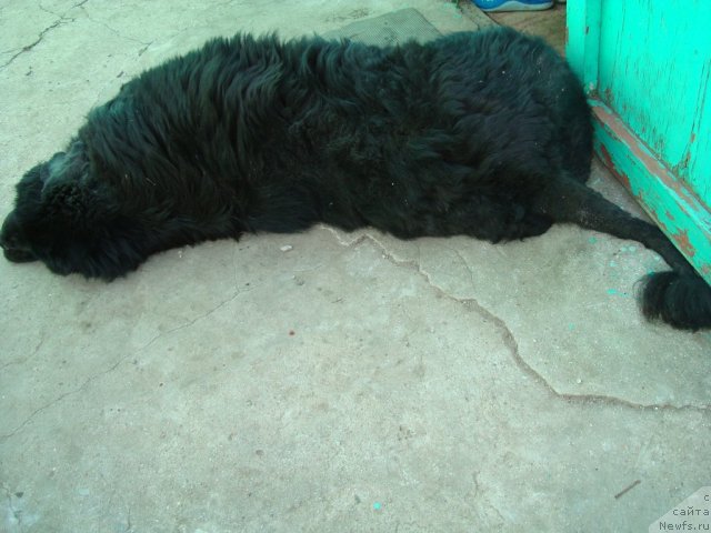 Фото: ньюфаундленд Zacharovannyiy Mir s Berega Dona (Зачарованный Мир с Берега Дона)