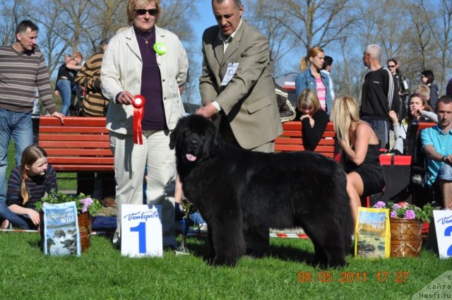 Фото: ньюфаундленд Zvezda Rostova s Berega Dona (Звезда Ростова с Берега Дона)