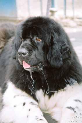 Фото: ньюфаундленд Ulm de la Terre aux Loups