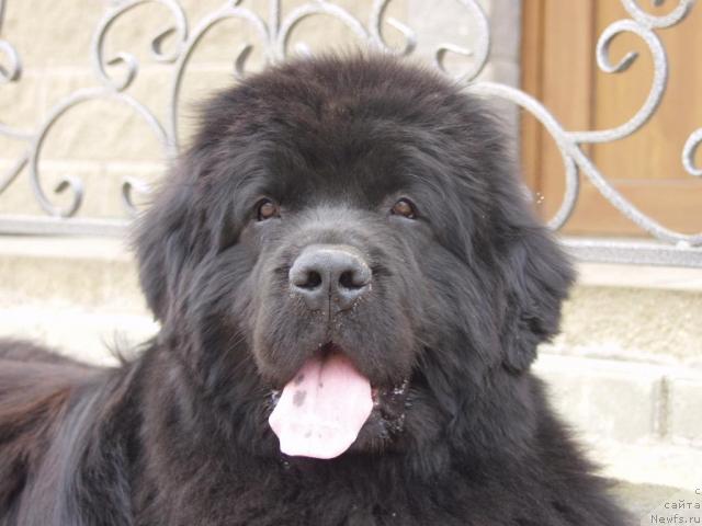 Фото: ньюфаундленд Naslednik Prestola ot Sibirskogo Medvedya (Наследник Престола от Сибирского Медведя)