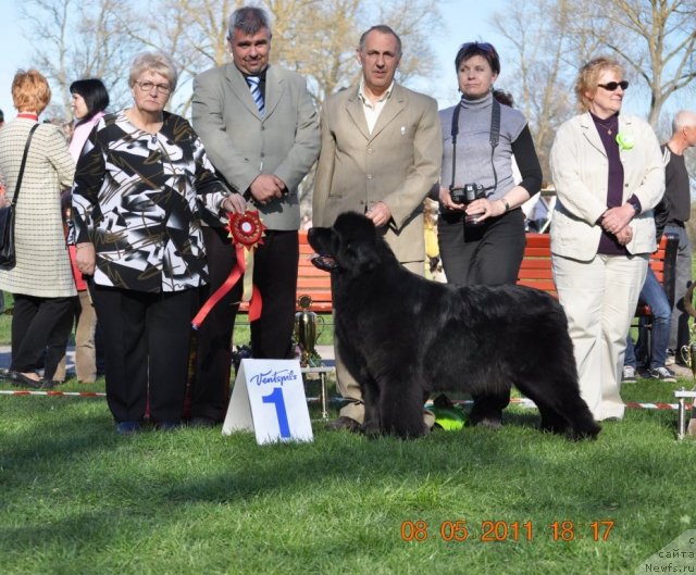 Фото: ньюфаундленд Zvezda Rostova s Berega Dona (Звезда Ростова с Берега Дона)