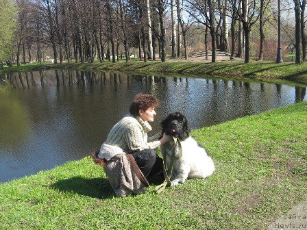 Фото: ньюфаундленд Plushevaya Panda Tajna Monrepo (Плюшевая Панда Тайна Монрепо)