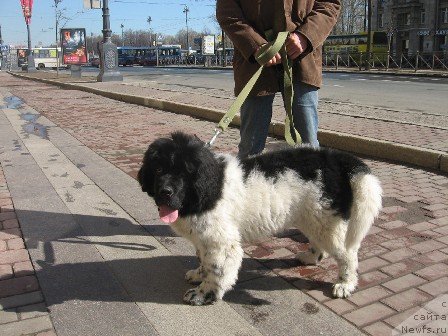 Фото: ньюфаундленд Plushevaya Panda Tajna Monrepo (Плюшевая Панда Тайна Монрепо)