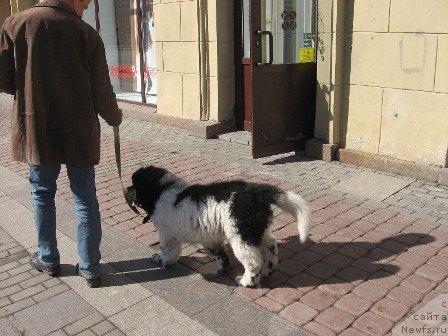 Фото: ньюфаундленд Plushevaya Panda Tajna Monrepo (Плюшевая Панда Тайна Монрепо)