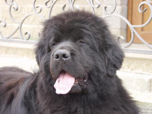 Фото: ньюфаундленд Naslednik Prestola ot Sibirskogo Medvedya (Наследник Престола от Сибирского Медведя)