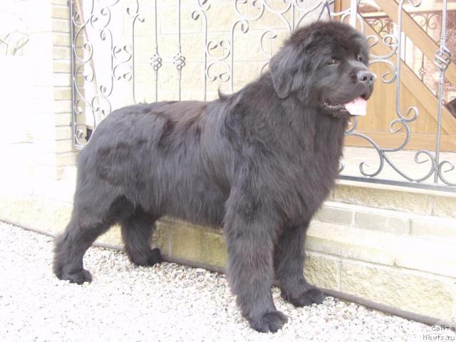 Фото: ньюфаундленд Naslednik Prestola ot Sibirskogo Medvedya (Наследник Престола от Сибирского Медведя)