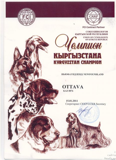 Фото: ньюфаундленд Ottava (Оттава)