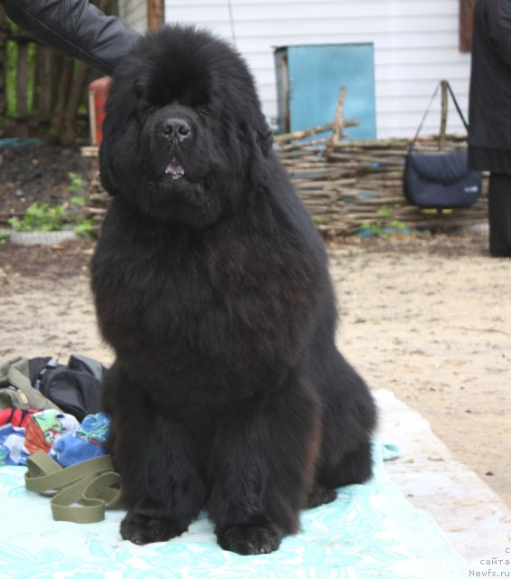 Фото: ньюфаундленд Knyaz Dodon s Berega Dona (Князь Додон с Берега Дона)