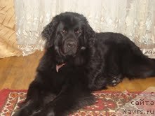 Фото: ньюфаундленд Fann'yuf Azbuka Azarta (Фанньюф Азбука Азарта)