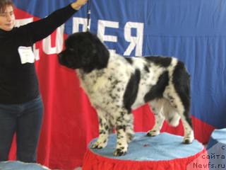 Фото: ньюфаундленд Plushevaya Panda Debra (Плюшевая Панда Дэбра)