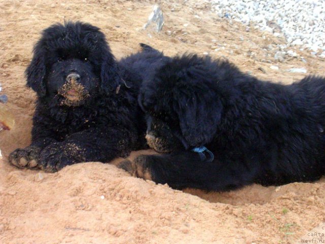 Фото: ньюфаундленд Skazochnaya Kroha Marsel' (Сказочная Кроха Марсель), ньюфаундленд Skazochnaya Kroha Mihalyich (Сказочная Кроха Михалыч)