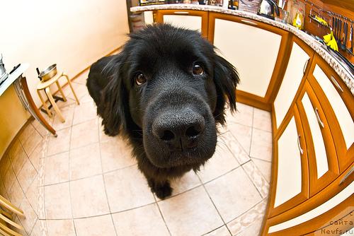 Фото: ньюфаундленд Potap Paris (Потап Парис)