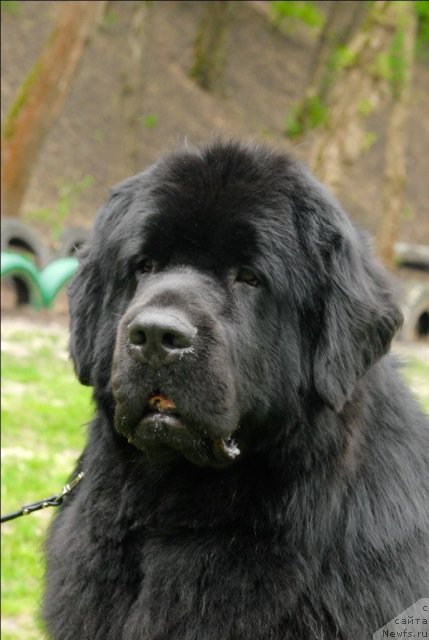 Фото: ньюфаундленд Sent Djons Richard Black Gold (Сент Джонс Ричард Блек Голд)