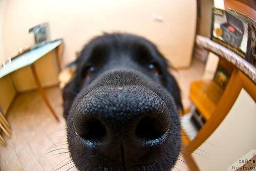 Фото: ньюфаундленд Potap Paris (Потап Парис)